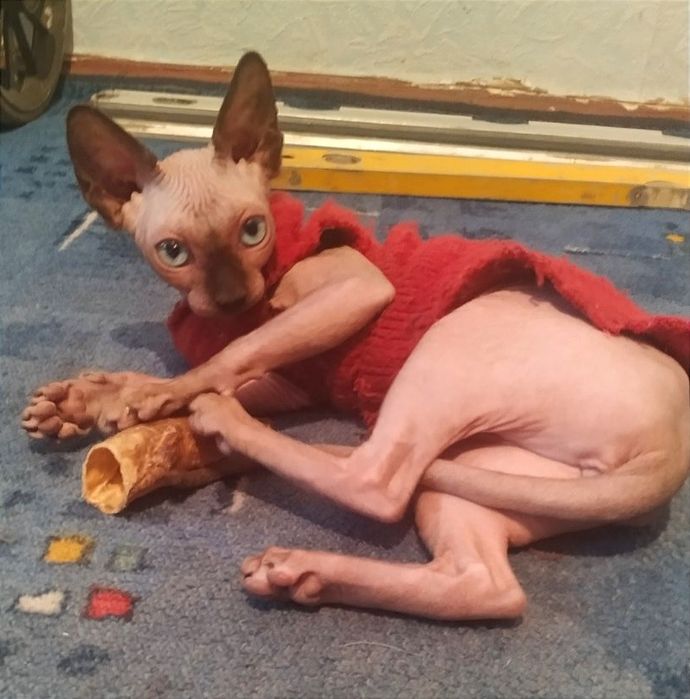 Мои сфинксята голышата.