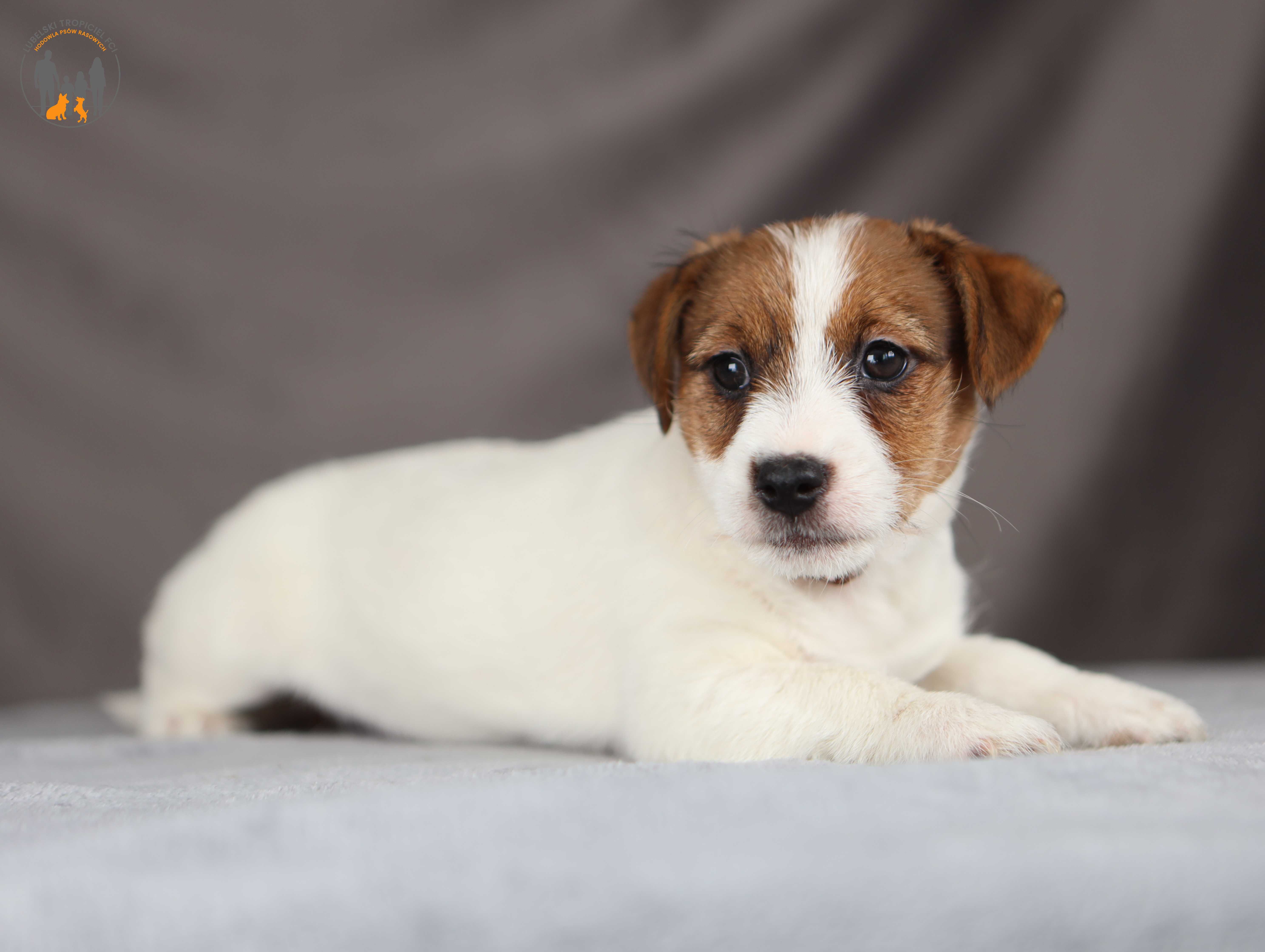 Jack Russell Terrier ZKwP FCI piękna suczka po CH.PL
