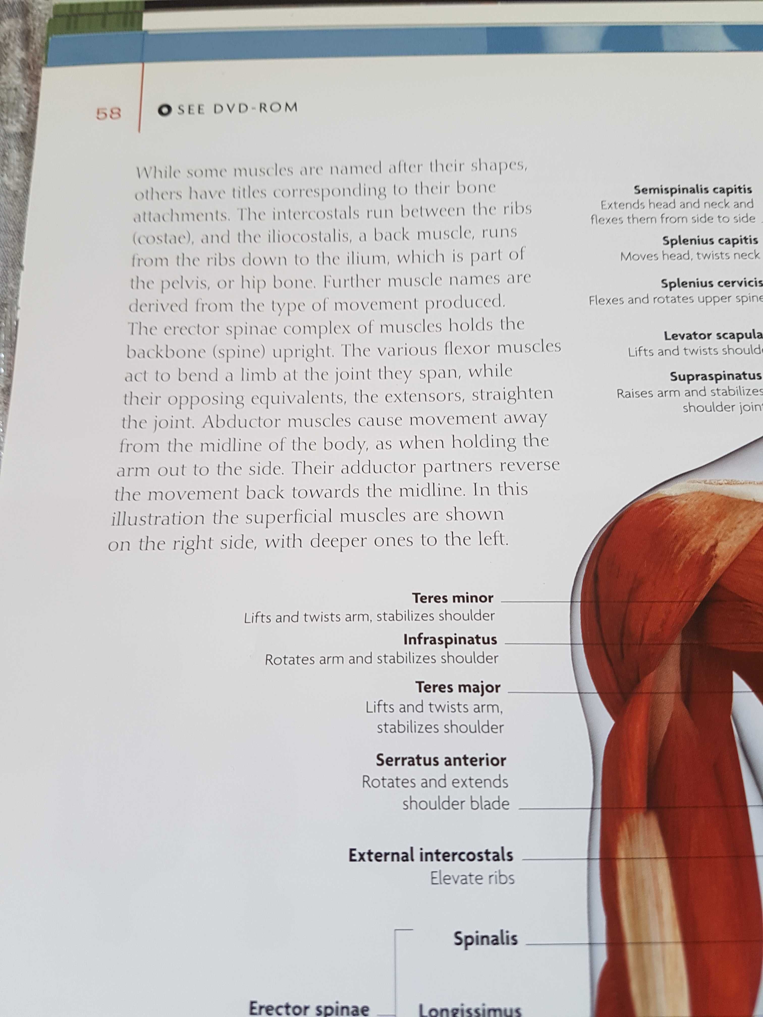 Album anatomii w języku angielskim.