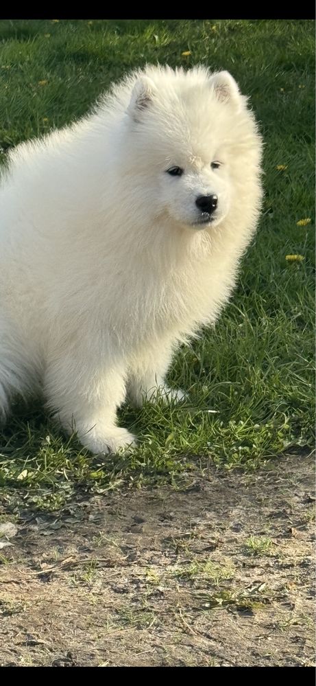 Samoyed - piesek - samiec ZkwP Fci Juz Do Odbioru :) OSTATNI :)