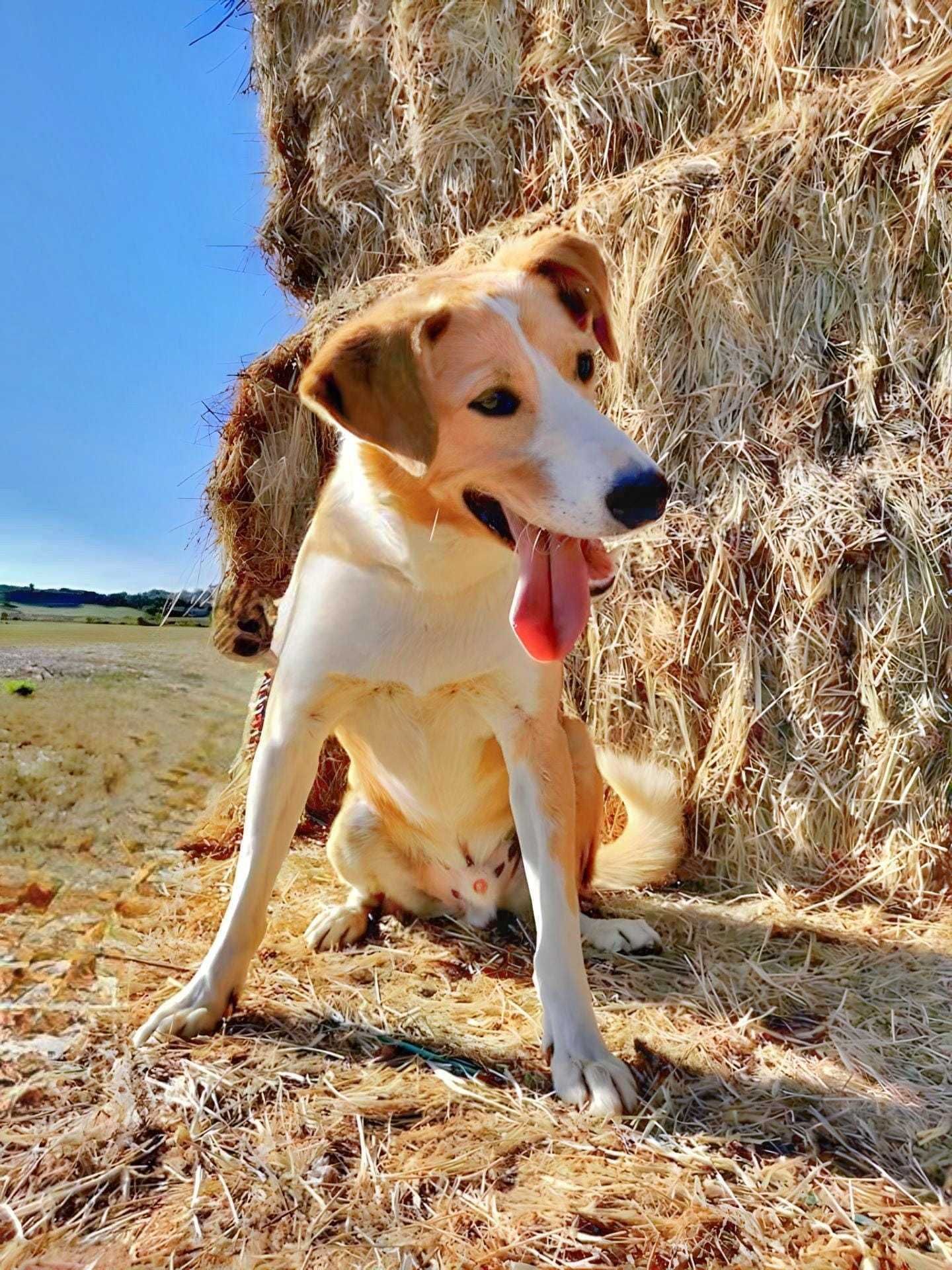 Simba - Cão porte médio para adoção