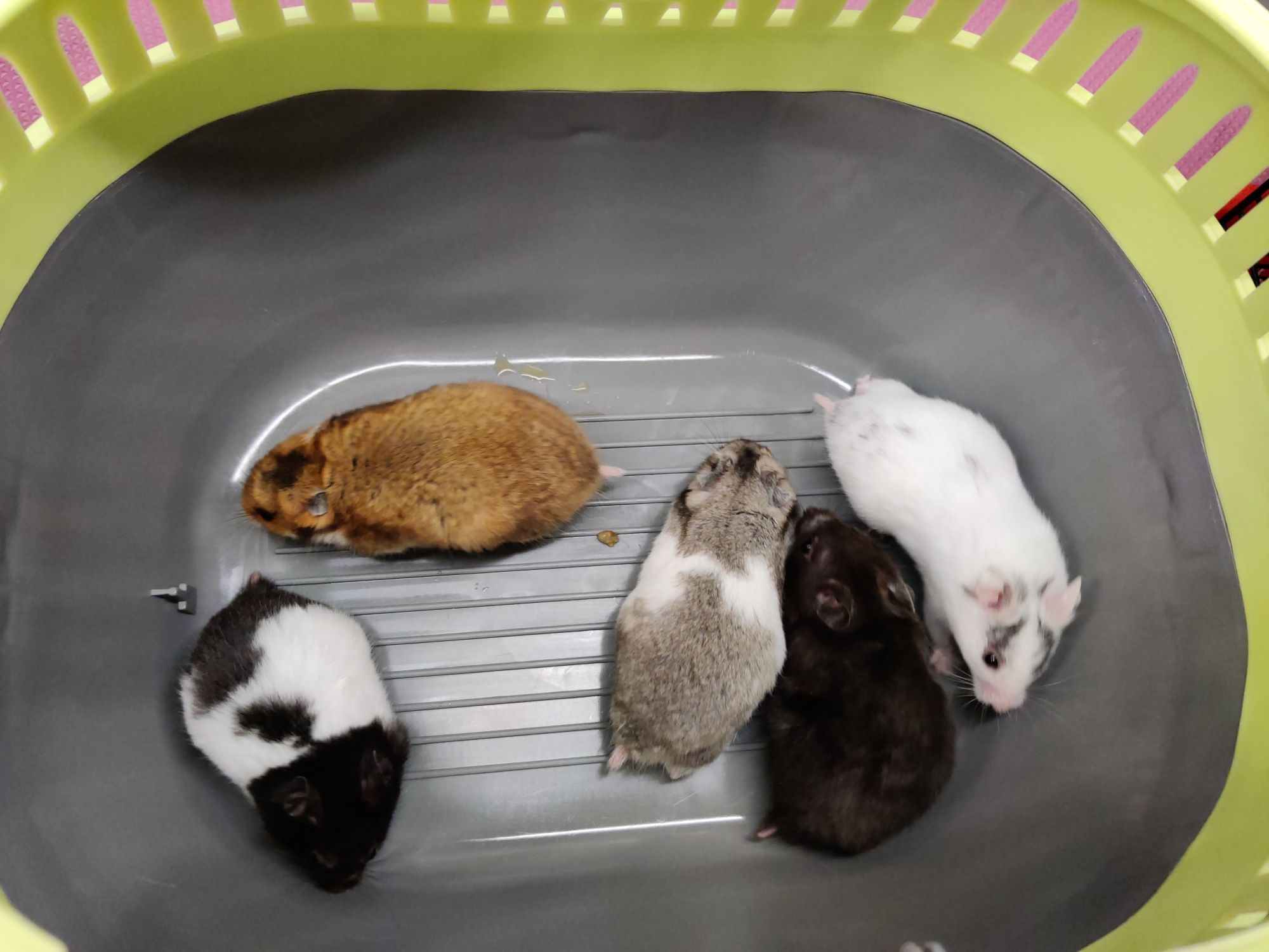 Chomiki syryjskie rożne kolory Łódź Sklep zoologiczny