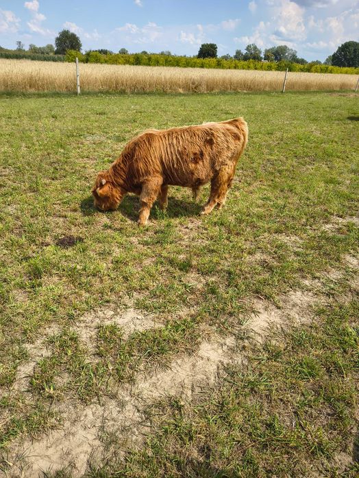 Bydło highland cattle