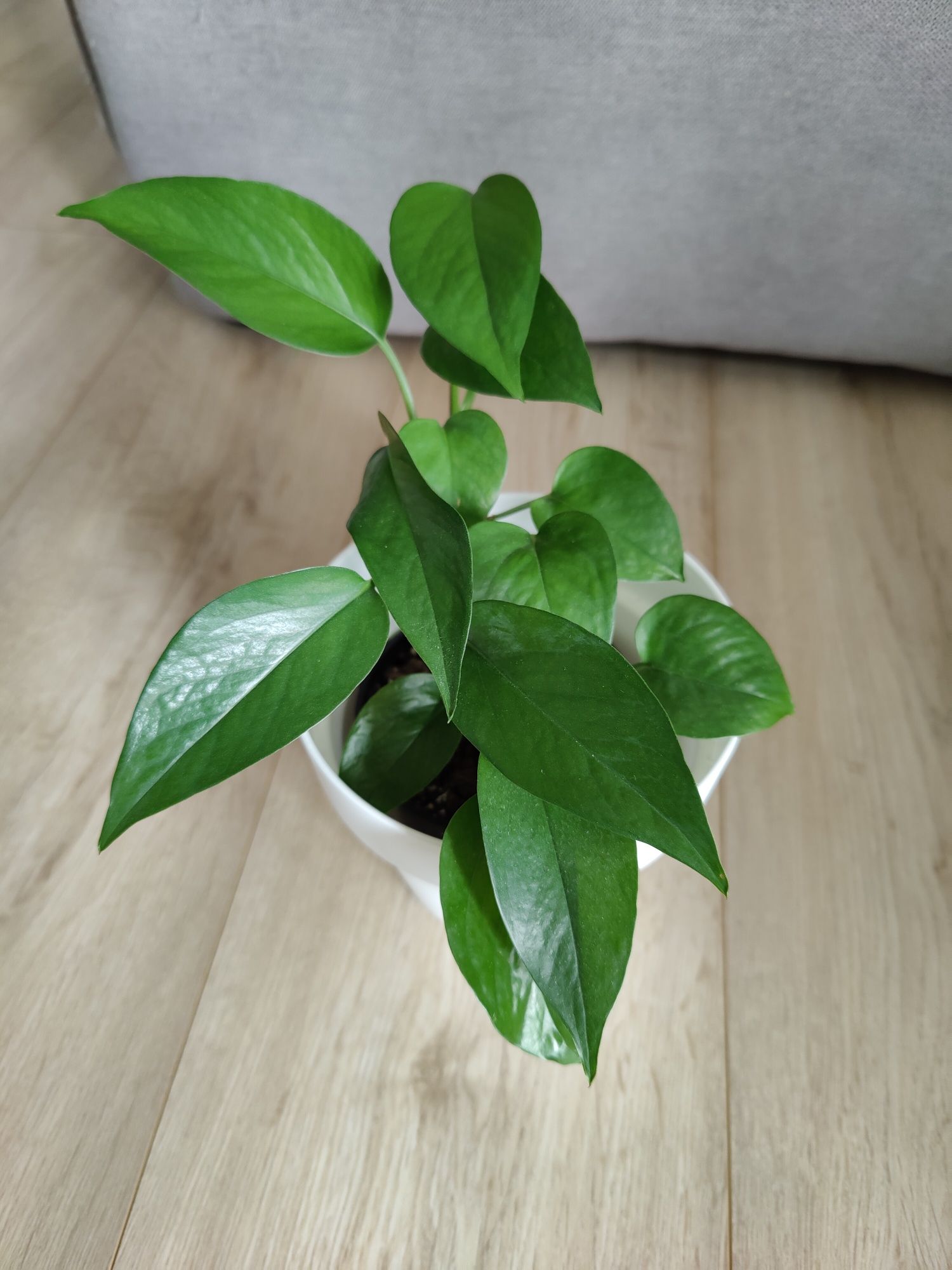 Epipremnum jade całkiem zielone liście dwa pędy w doniczce