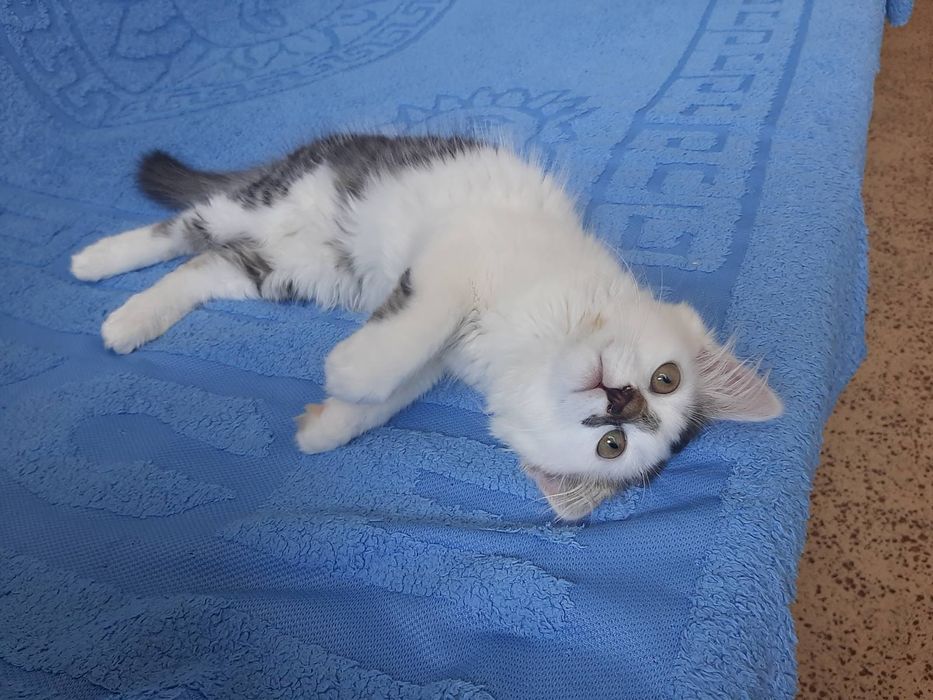 Котенок девочка бесплатно. Кошечка даром. Кошка. Котята.