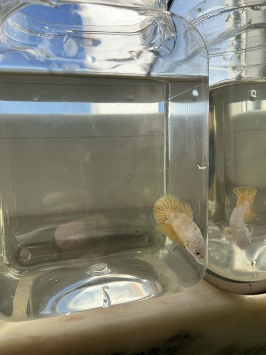 Betta splendens Macho 8b - yellow dragon hmpk