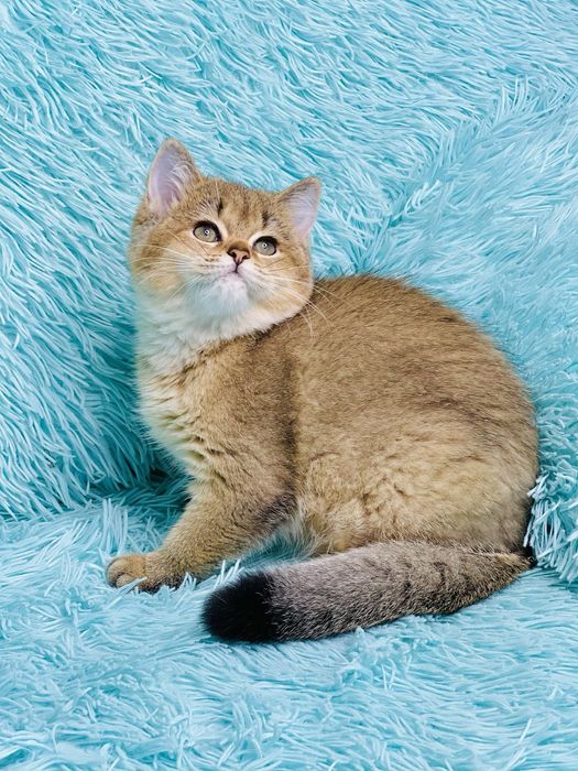 Британська золота шиншилла