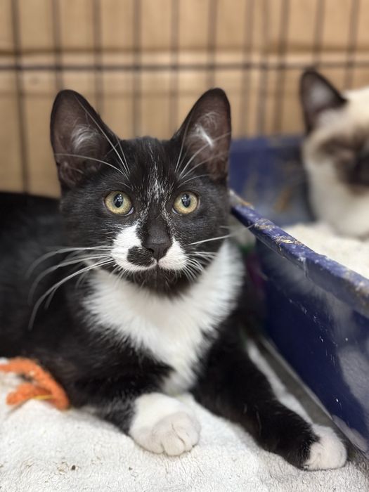 Gatinho macho 3 meses meigo e brincalhão para adoção