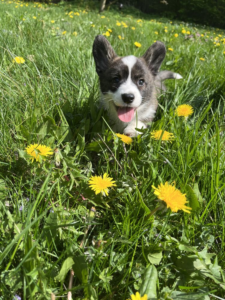 Welsh Corgi Cardigan - Aragog, pręgowany chłopiec