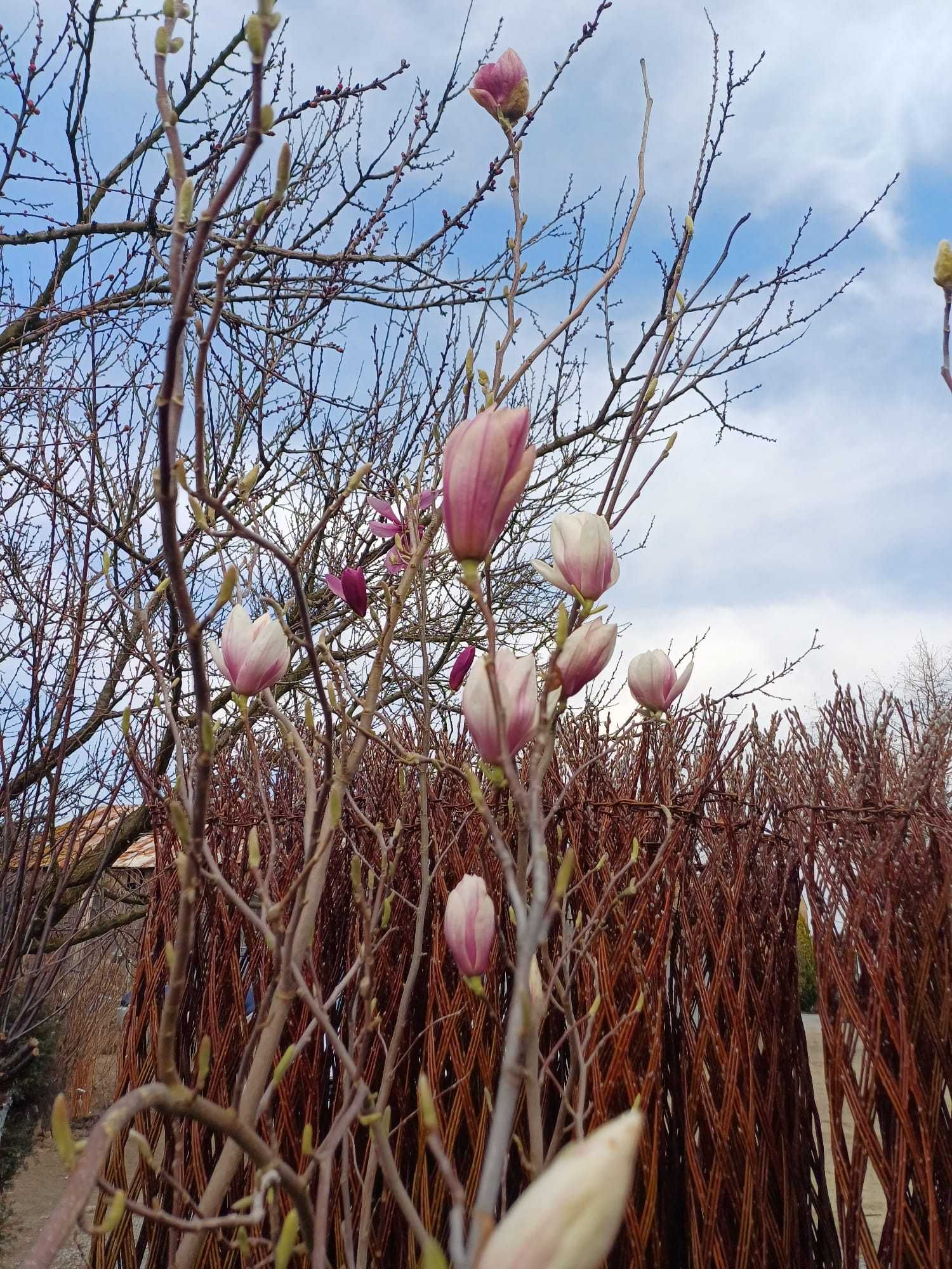 Magnolie różne odmiany klony palmowe rododendrony wierzba pleciona