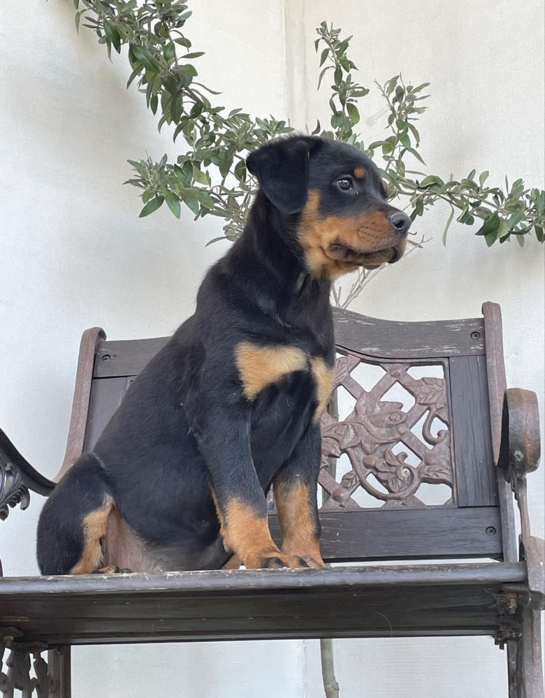 Szczeniak rottweiler gotowy do odbioru