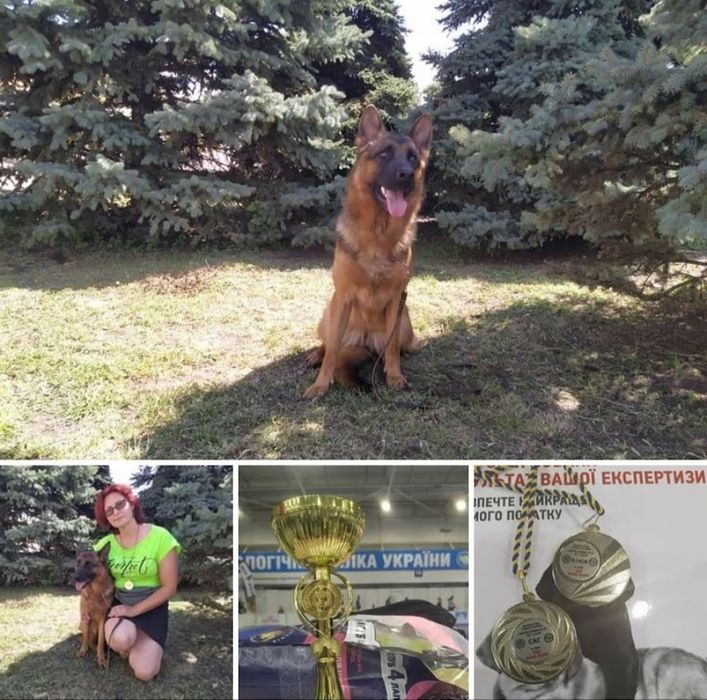 Німецька вівчарка Цуценята