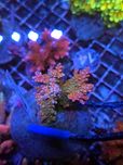 Acropora Sp Matecznik WYSIWYG #28 akwarystyka morska koralowce