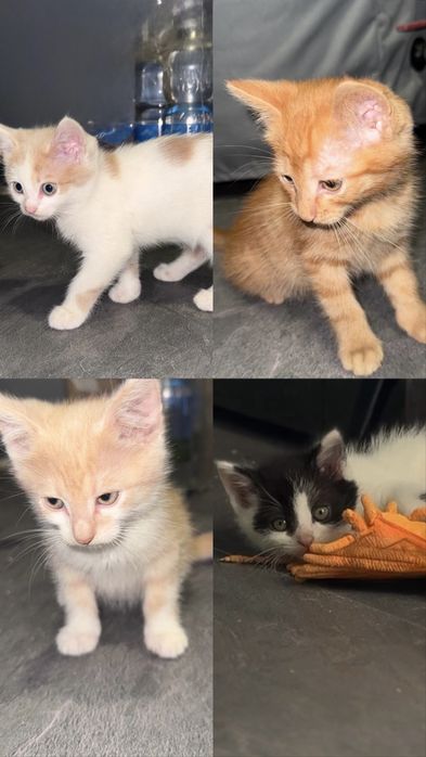 Віддам котиків в добрі руки