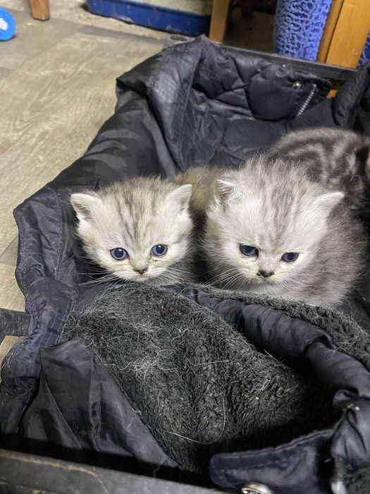 Продам шотланців кошенята