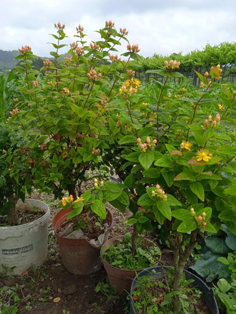 Oliveira bonita para jardim ou em vaso grande
