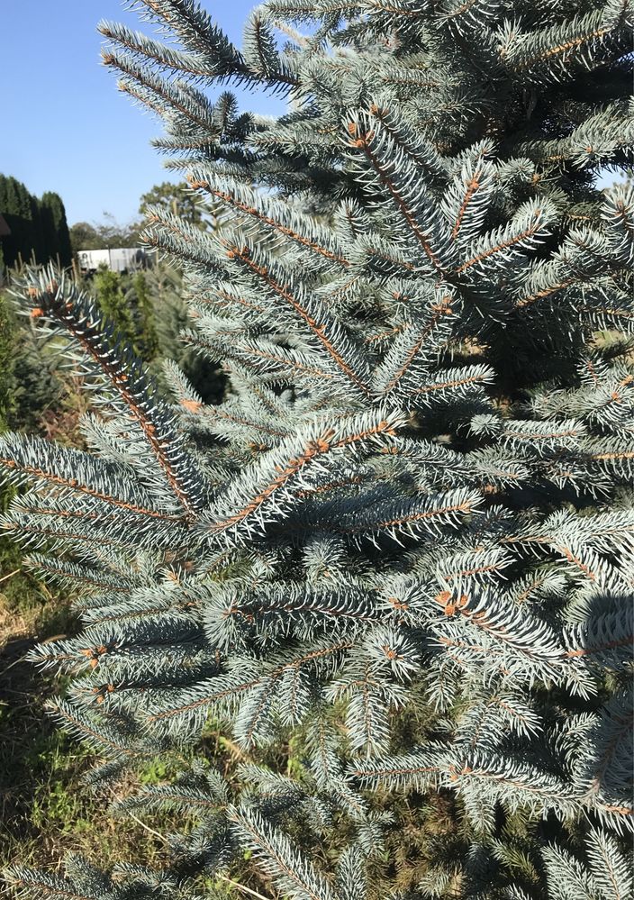 Świerk srebrny różne rozmiary 70cm do 2,5m choinki świerki iglaki