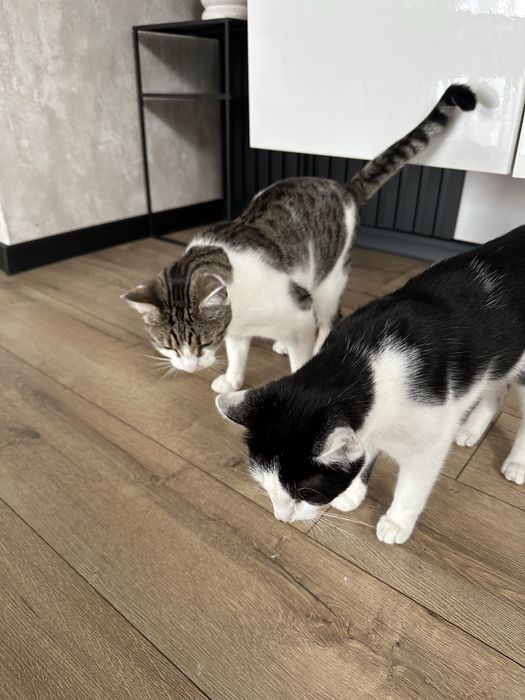 Dwa kotki PILNIE szukaja domu