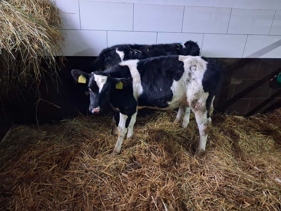 cielęta cielaki byczki startery polskie