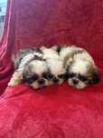 Shih tzu miniaturki pieski do odbioru