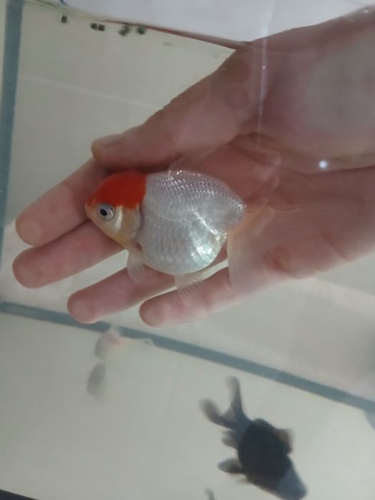 Oranda e Telecopio XL