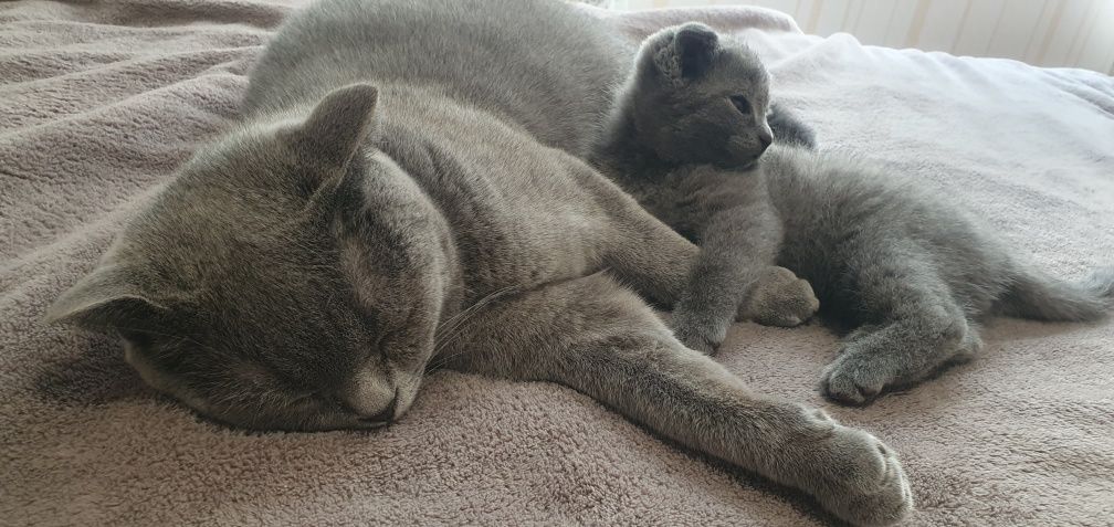 Шотландський висловухий котик