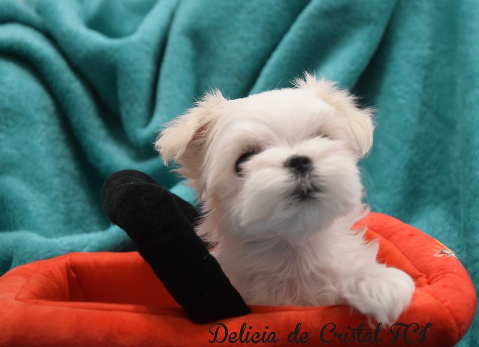 Maltańczyk szczeniaczek ZKwP