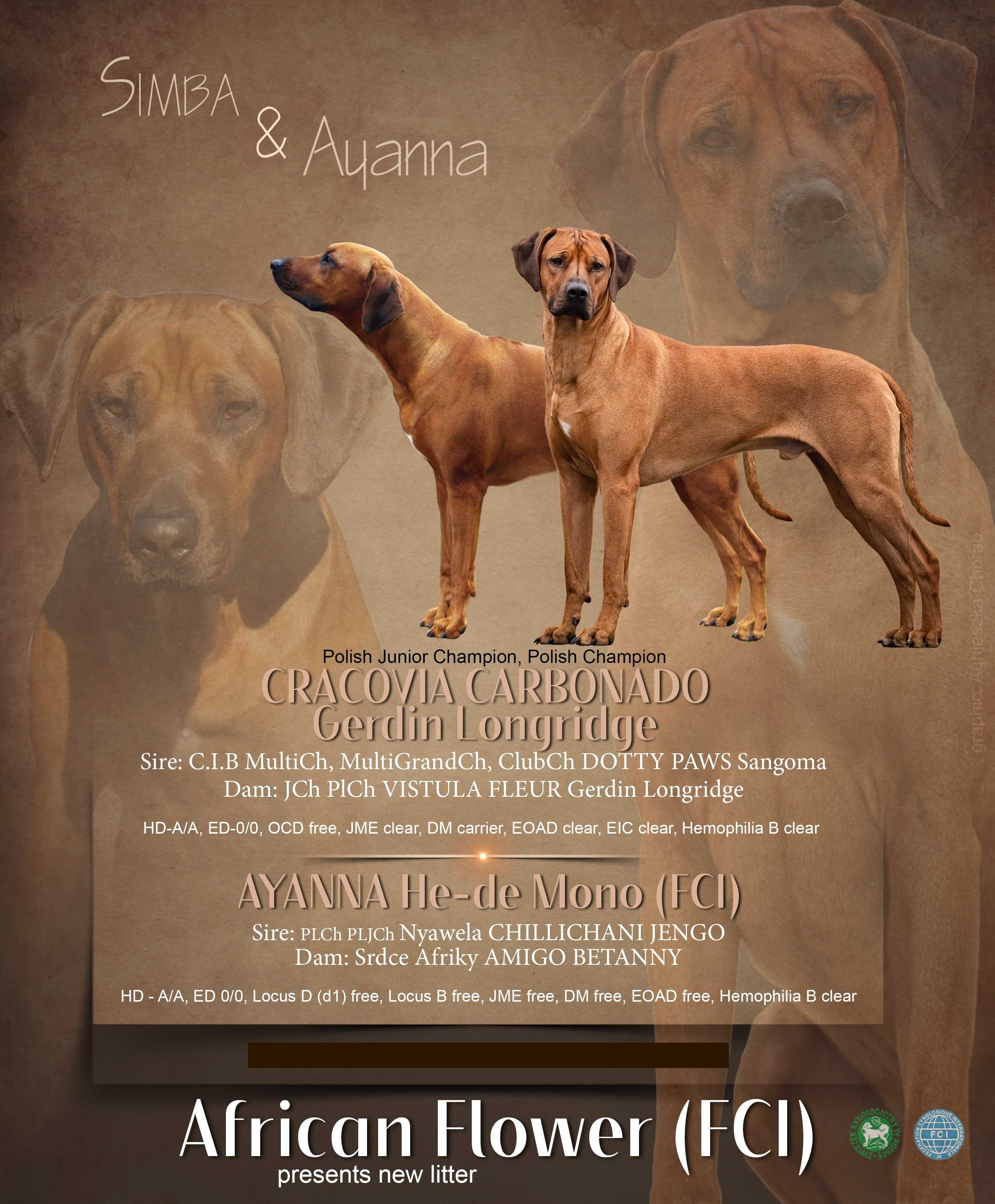 Rhodesian Ridgeback piesek