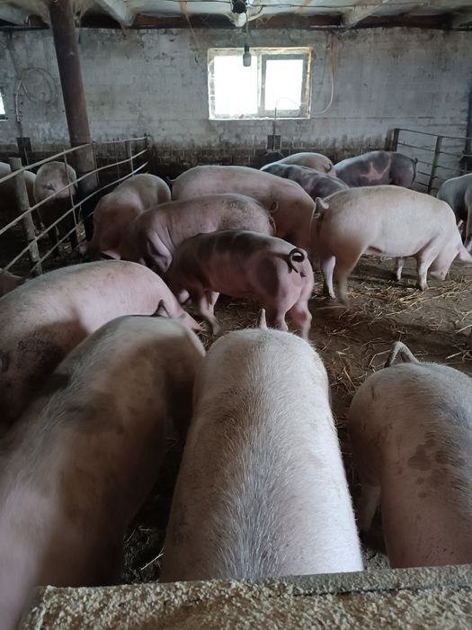 Продам свиней живою вагою