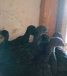 Ayam Cemani 2 miesięczne