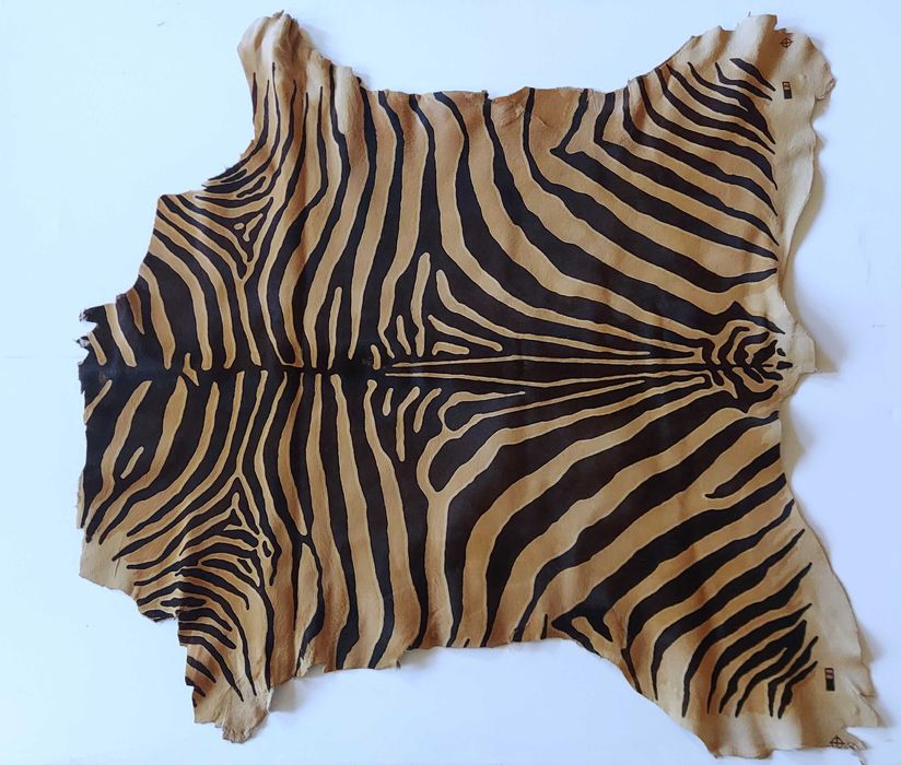 Skóra naturalna ,błam z nadrukiem, wzór tygrys