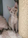 Liliowa kotka Devon Rex