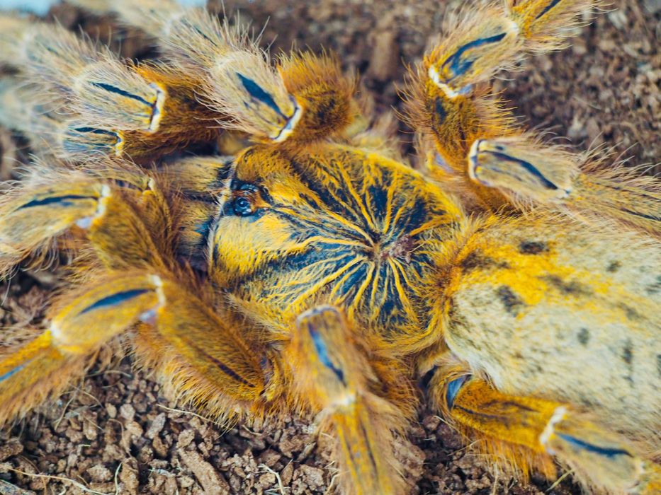 Pterinochilus murinus Usambara Samiczki 3DC Ptasznik Słoneczny pająk