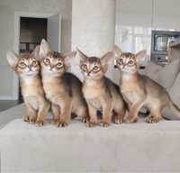 Abisinian cats , Абиссинские котята