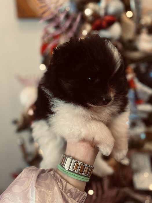 Lulu pomerania spitz anao