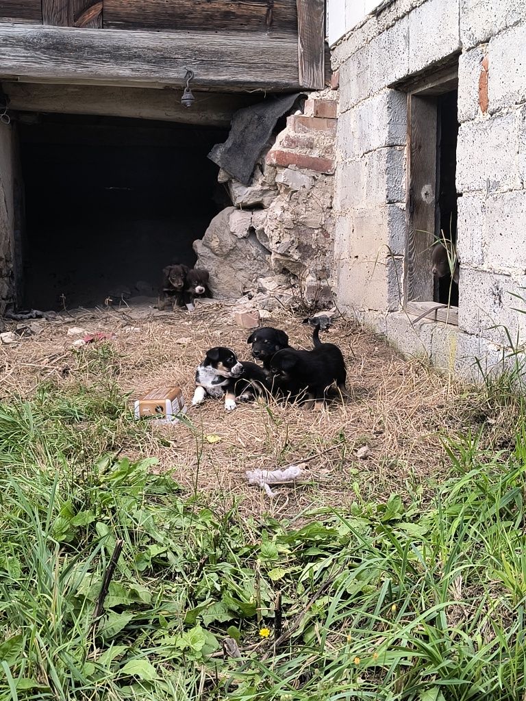 Do oddania, za darmo malutkie pieski
