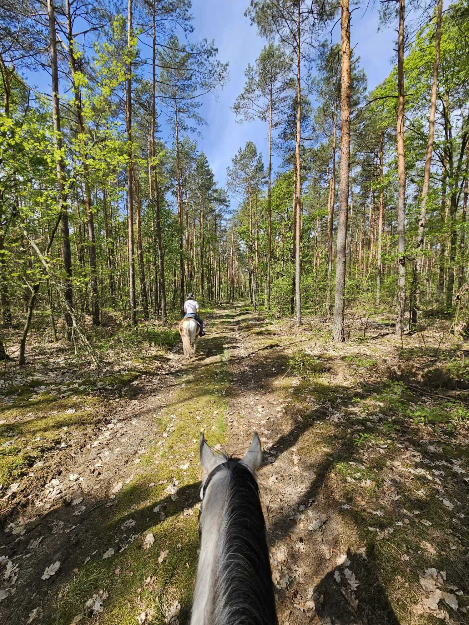 Uroczy domek na wynajem