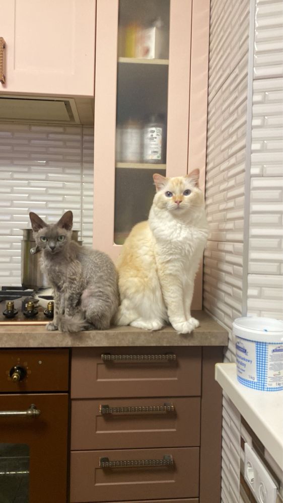 Kot Ragdoll adopcja