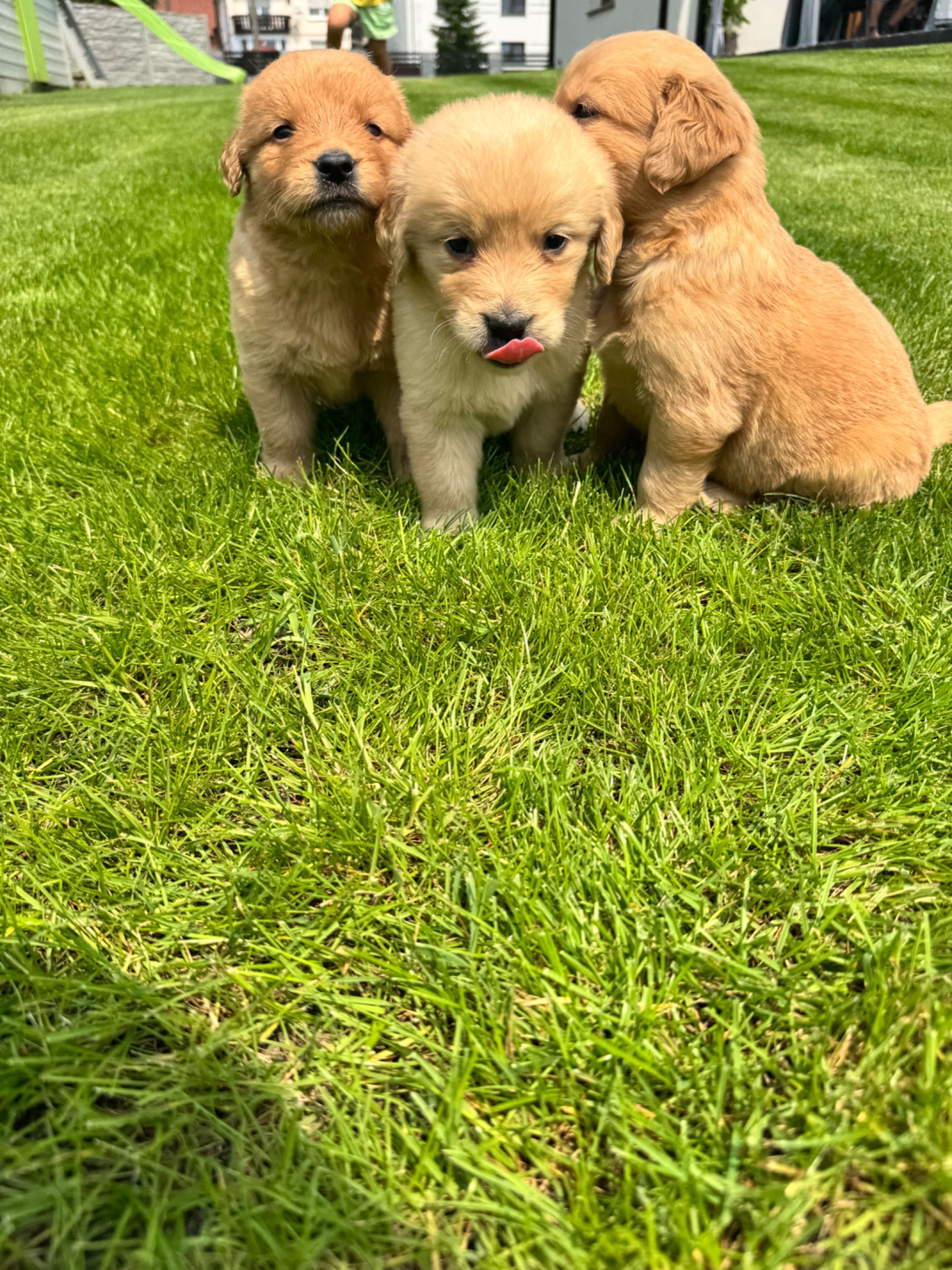 Golden retriever