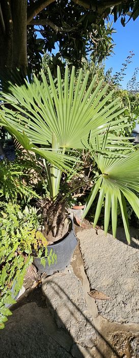 Palmeiras pequenas e grandes