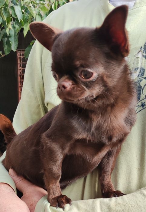 Шоколадный чихуахуа