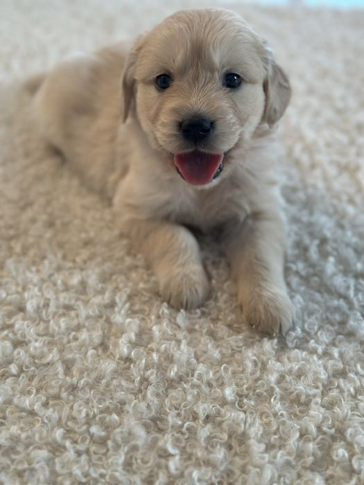 06.09 Золотисті Ретривери КСУ