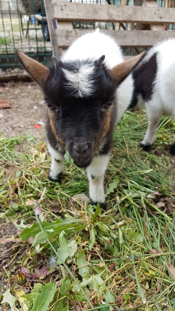 Vende-se cabras anãs