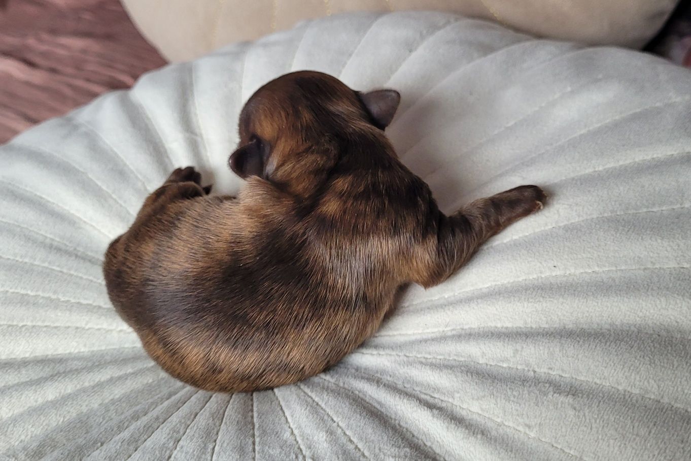 Chihuahua piesek . Może byc również jako REPRODUKTOTOR rzadkość! Jedyn