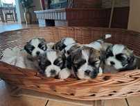 Szczeniaki Shih tzu