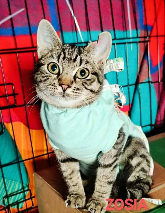 Z działek prosto do SERCA - potrzebna pilna adopcja