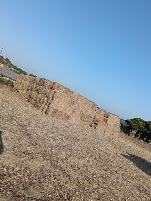 Feno Azevem e nascidisso