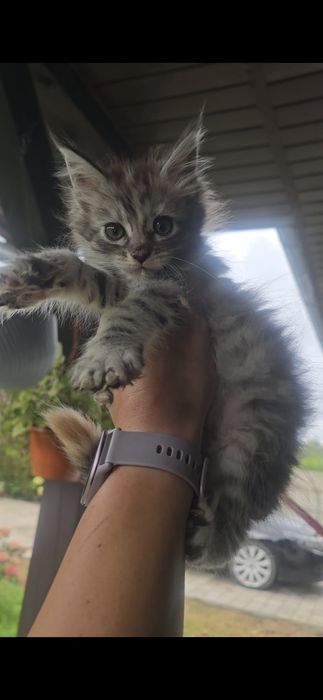 Maine Coon Mco wysokie srebro
