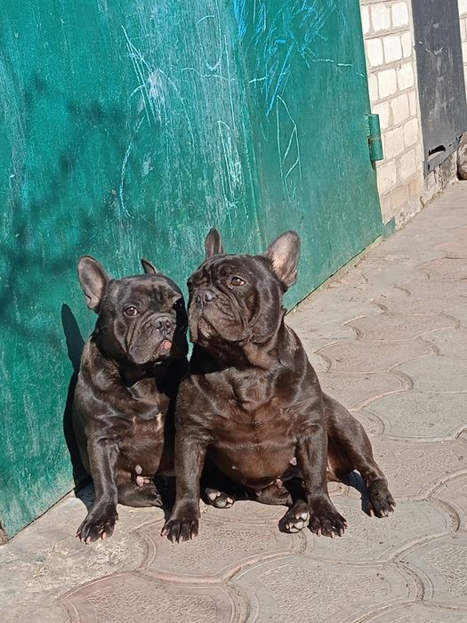 Девочка 2.5 года