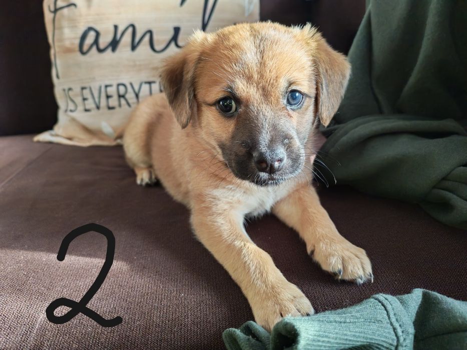 Oddam pieski w dobre ręce